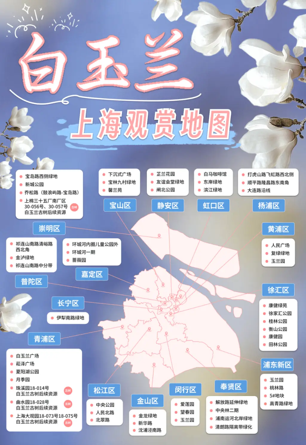 你知道上海的白玉兰还有这些不为人知的秘密吗？  第2张