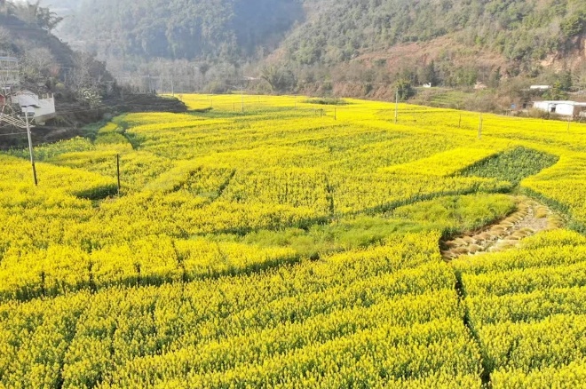 温泉镇的油菜花海为何成为春日必打卡的绝美胜地？  第2张