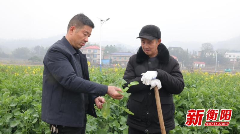 农技专家冒雨亲临，你的油菜田管护到位了吗？  第2张