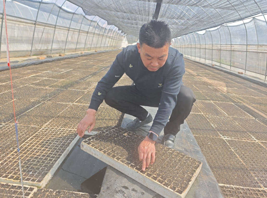 春耕正当时！商洛市米粮镇如何确保烟叶丰产、烟农增收？  第1张