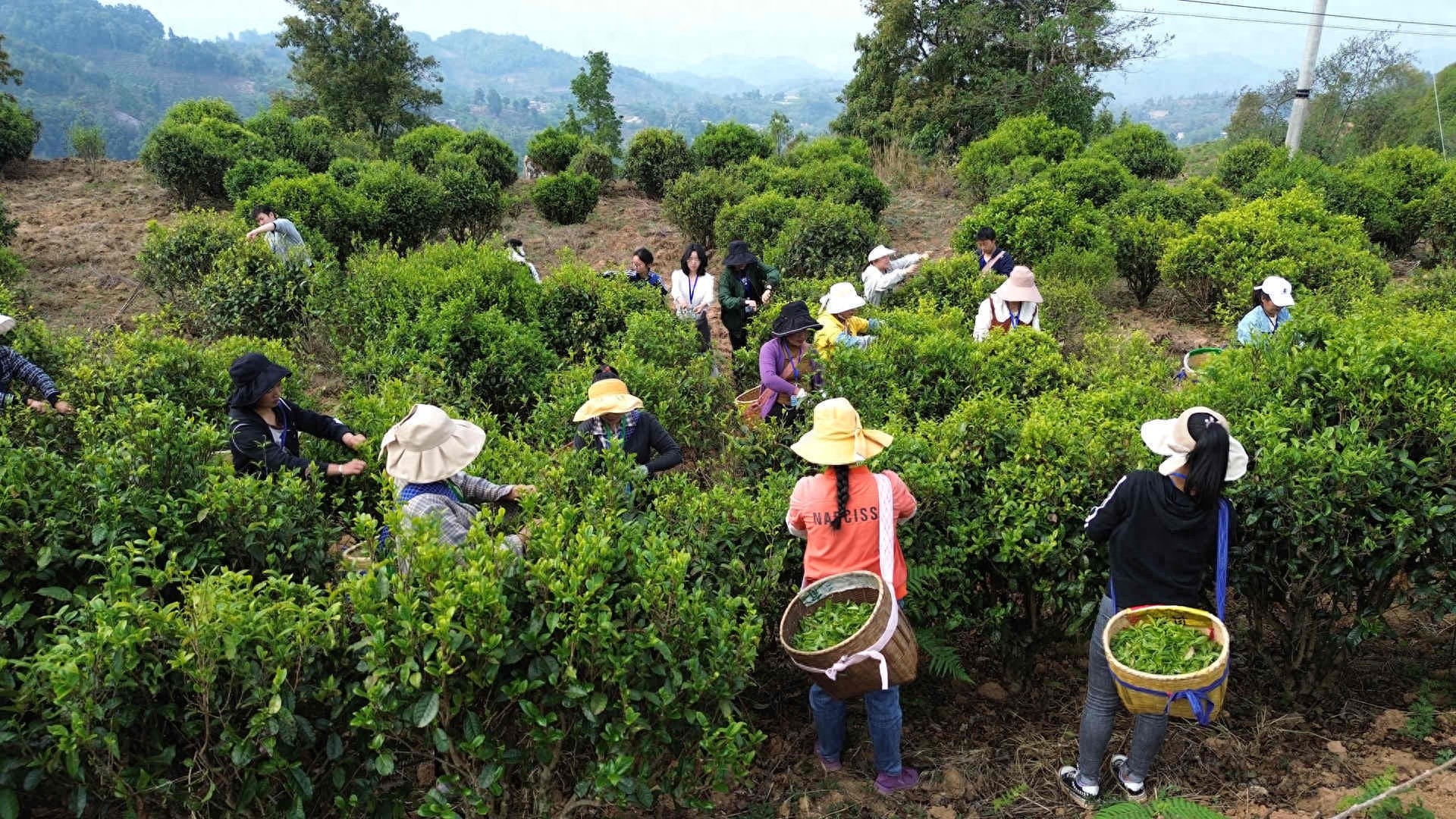 云南凤庆春茶季开启！茶农们的抢鲜之旅，你准备好迎接这杯春天的味道了吗？