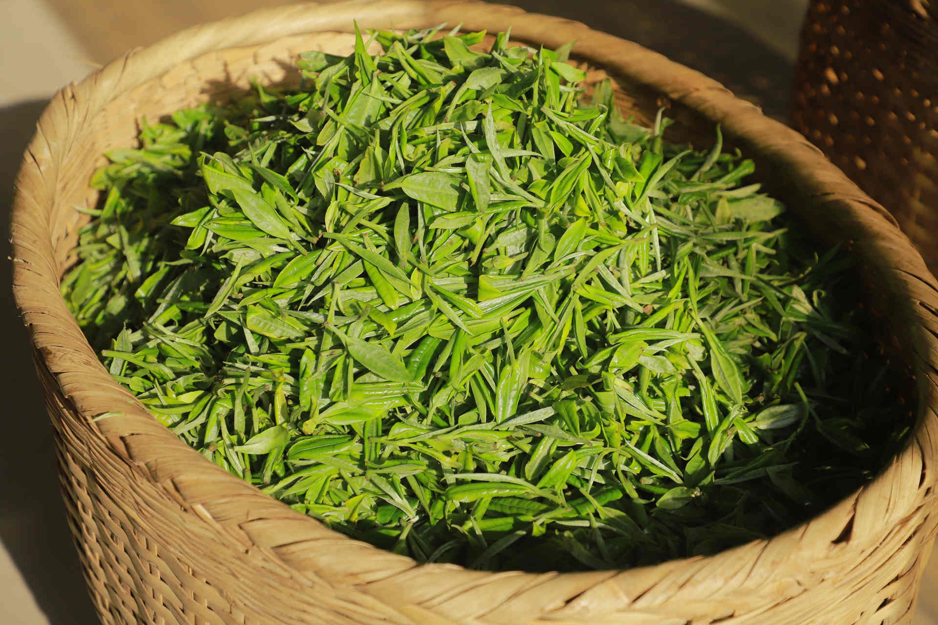 云南凤庆春茶季开启！茶农们的抢鲜之旅，你准备好迎接这杯春天的味道了吗？  第4张