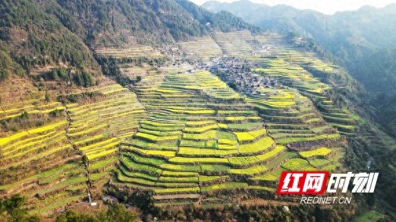 探秘古丈岩排溪：千亩油菜花梯田，春日仙境等你来  第1张