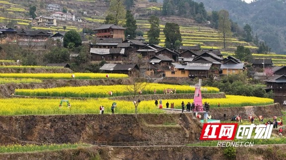 探秘古丈岩排溪：千亩油菜花梯田，春日仙境等你来  第2张