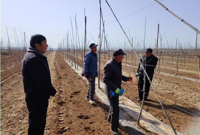 北极镇果园春耕忙，科技助力增产增收，果农们的春天如何更精彩？  第2张