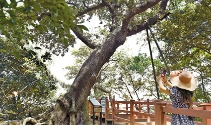 深圳五一去哪玩？523岁古银叶树王等你来探秘  第1张