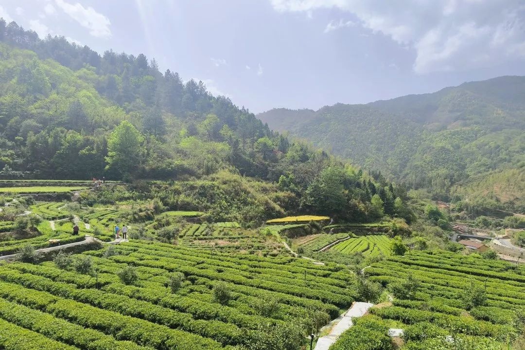 21年坚守！衢州这位老板娘为何让茶农们感激涕零？  第3张