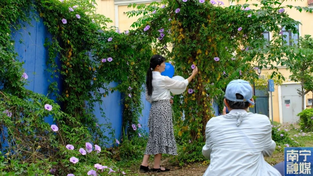 绝美花海竟是外来入侵者？五爪金龙冒充牵牛花，你分得清吗？  第2张