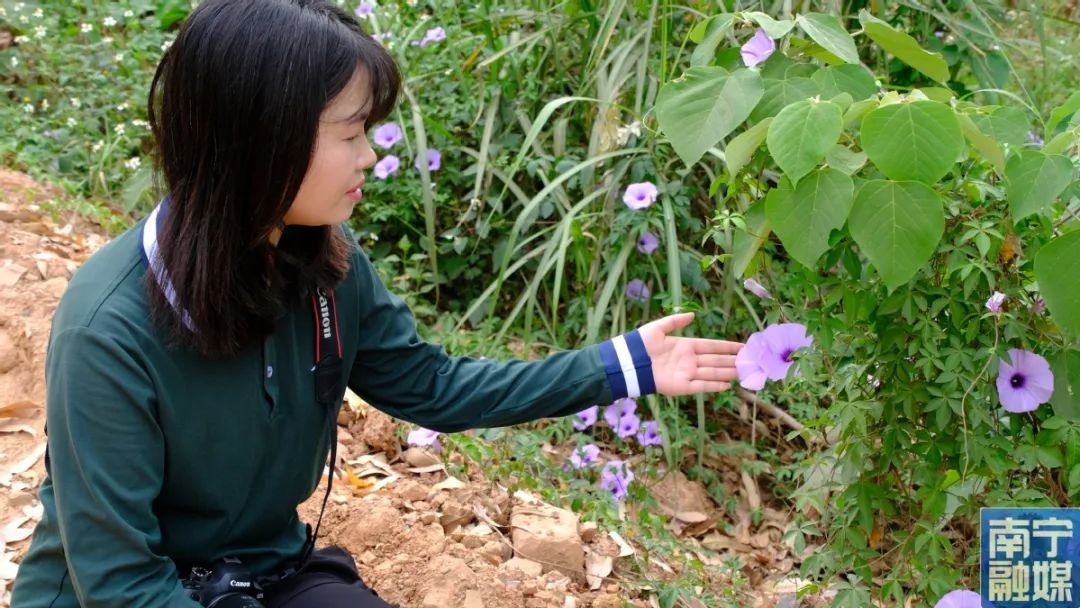 绝美花海竟是外来入侵者？五爪金龙冒充牵牛花，你分得清吗？  第3张