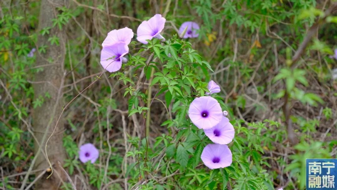 绝美花海竟是外来入侵者？五爪金龙冒充牵牛花，你分得清吗？  第4张