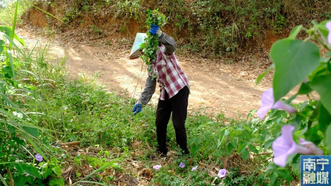 绝美花海竟是外来入侵者？五爪金龙冒充牵牛花，你分得清吗？  第5张