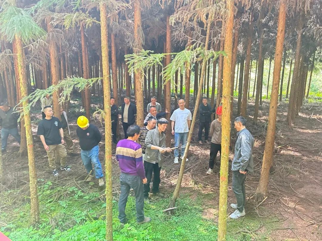 森林采伐竟能违法？雨城区这场培训会告诉你如何科学经营森林  第2张