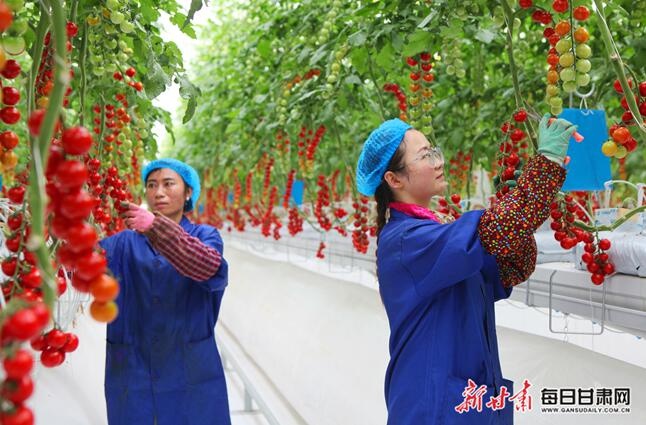 科技赋能农业！民乐县的智能温室如何让传统农业焕发新生？  第2张