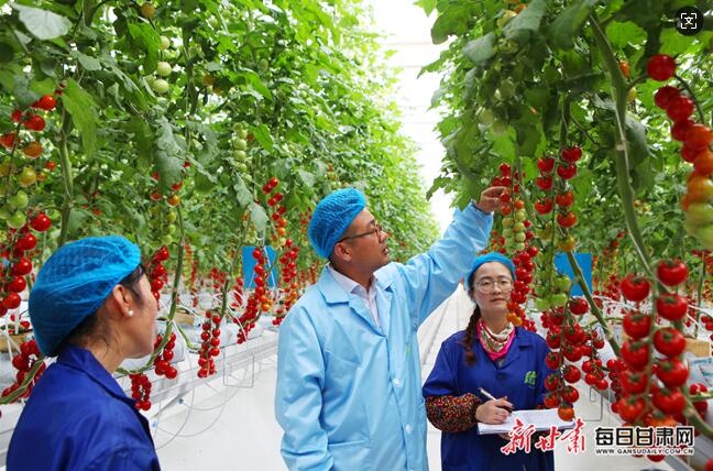 科技赋能农业！民乐县的智能温室如何让传统农业焕发新生？  第3张
