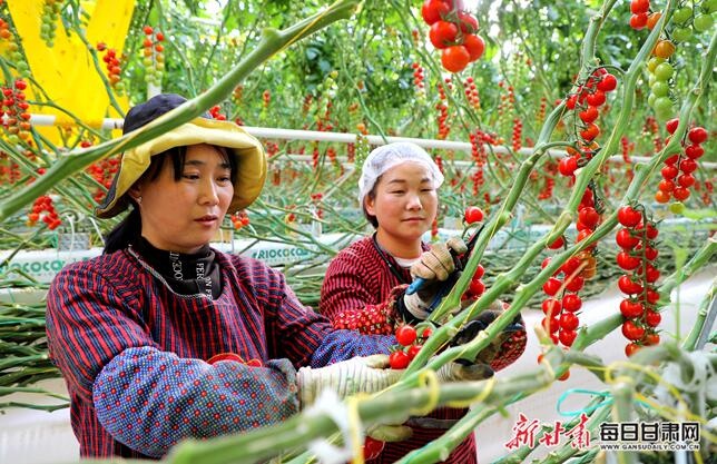 科技赋能农业！民乐县的智能温室如何让传统农业焕发新生？  第4张