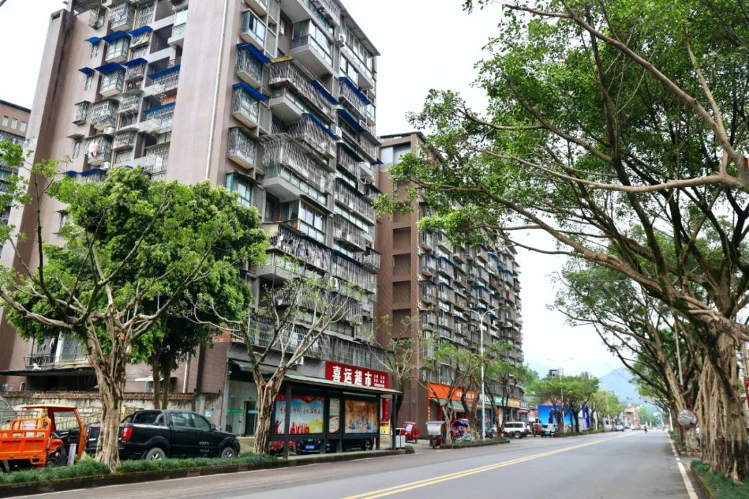 行道树修剪后，你家门前变亮堂了吗？市民纷纷点赞  第2张
