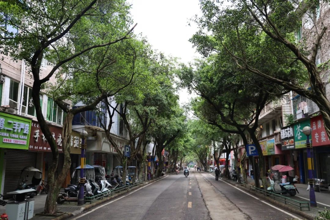 行道树修剪后，你家门前变亮堂了吗？市民纷纷点赞  第3张