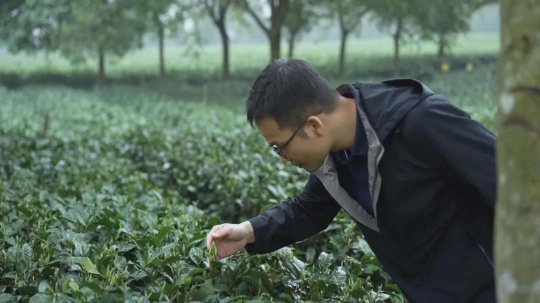 从社区干部到茶业大亨！王原鹏的逆袭之路，你绝对想不到  第2张