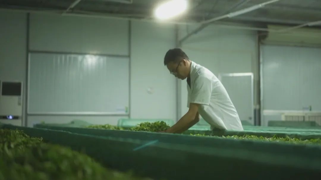 从社区干部到茶业大亨！王原鹏的逆袭之路，你绝对想不到  第4张