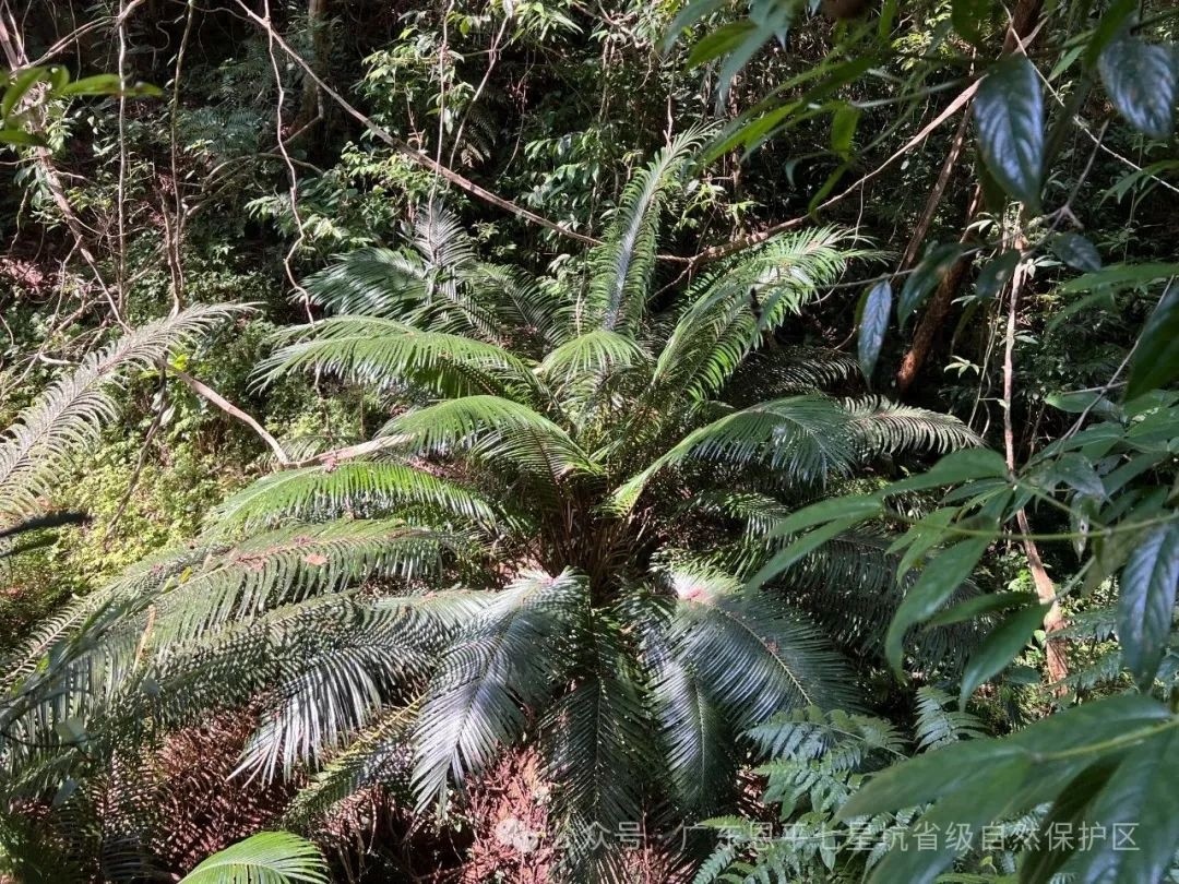 广东恩平惊现植物界大熊猫，仙湖苏铁为何如此珍贵？