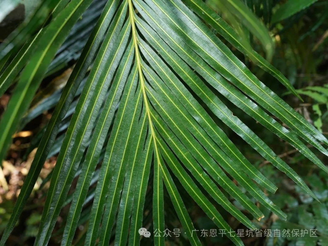 广东恩平惊现植物界大熊猫，仙湖苏铁为何如此珍贵？  第2张