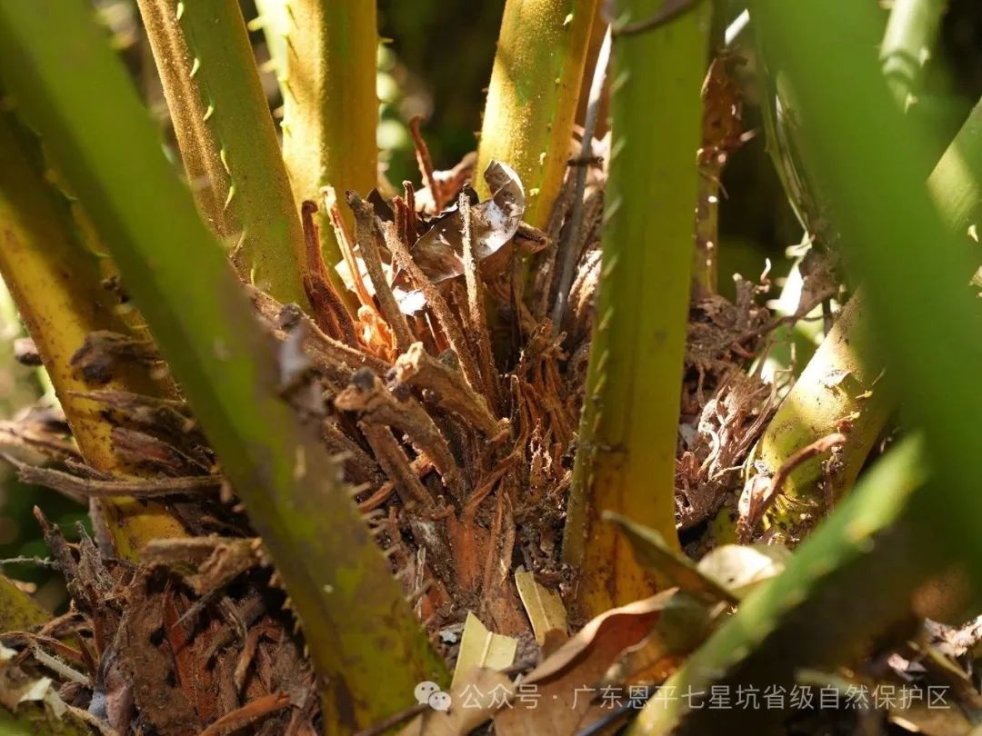 广东恩平惊现植物界大熊猫，仙湖苏铁为何如此珍贵？  第3张