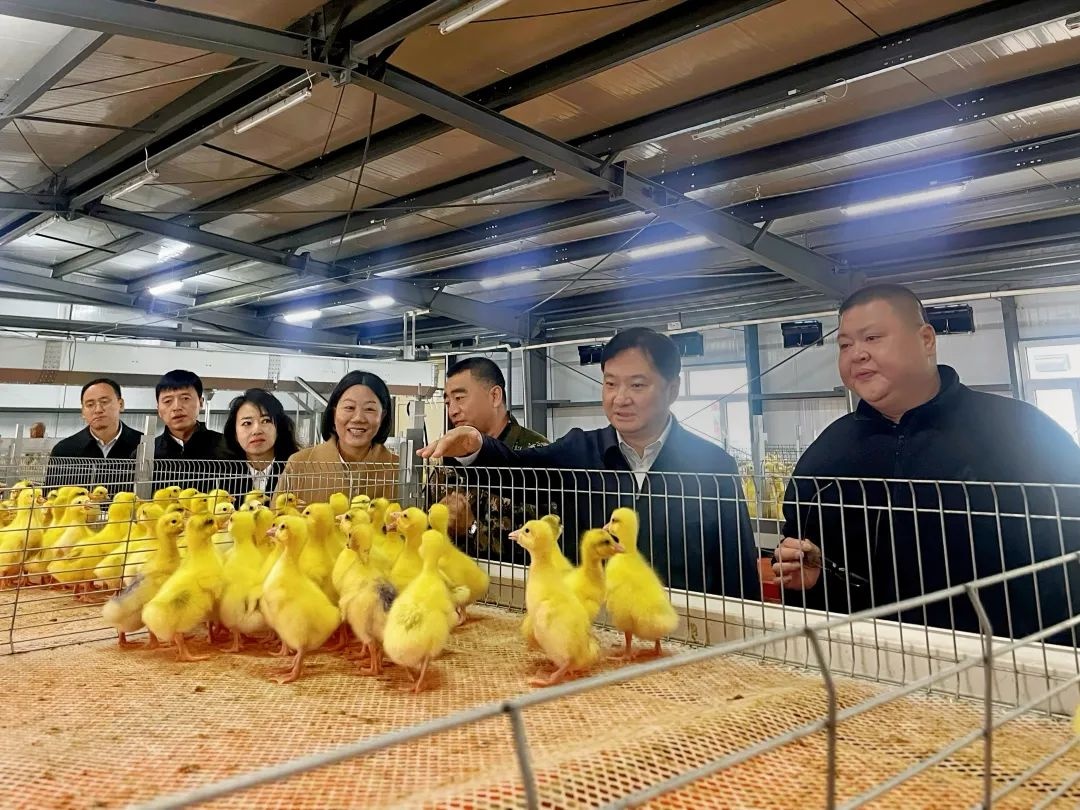 绥滨县携手上海东隆集团，打造鹅绒产业新标杆！未来羽绒市场将迎来怎样巨变？  第6张
