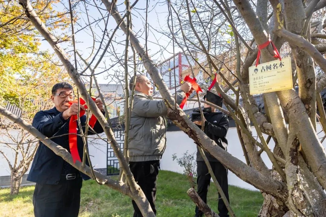 跨越900年的文化传承！苏东坡手植海棠为何能重返故里？  第3张