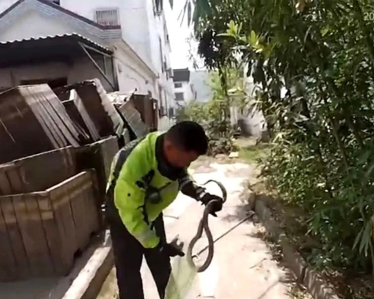 春暖花开蛇出没！警方化身捕蛇达人，你家门口安全吗？  第4张