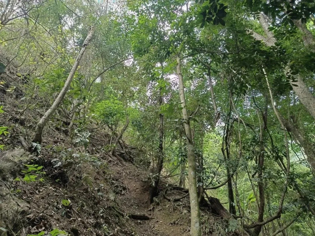大理首次发现景东翅子树！这一珍稀植物调查成果有多重要？