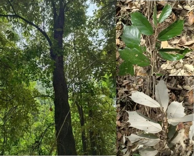 大理首次发现景东翅子树！这一珍稀植物调查成果有多重要？  第2张