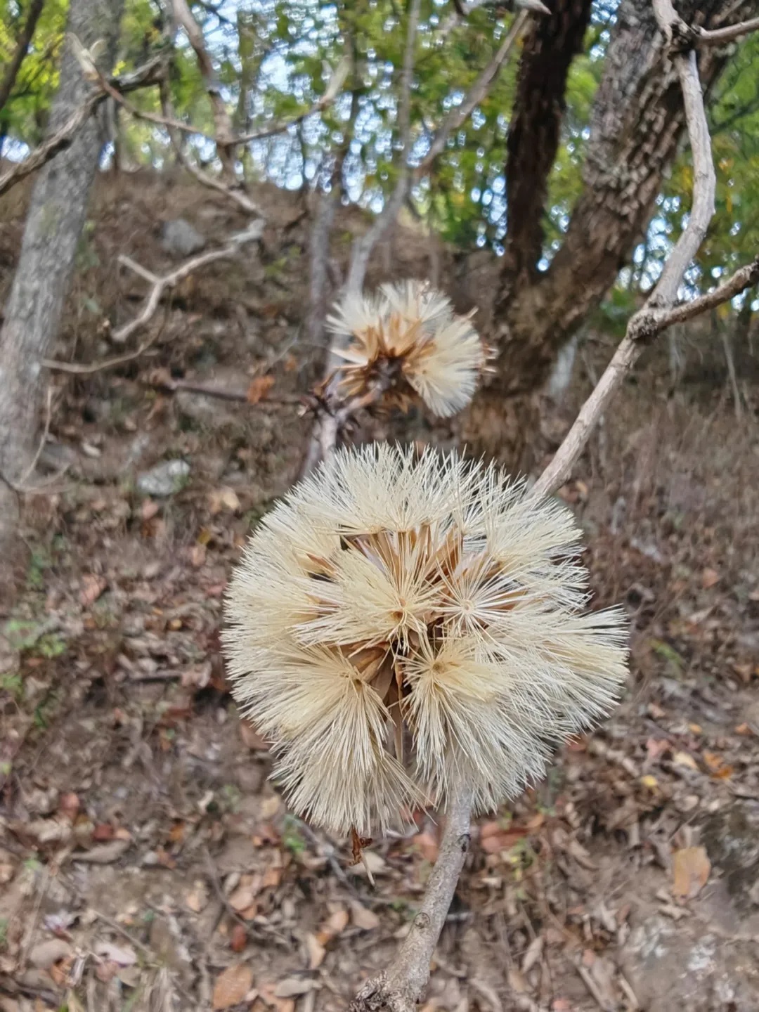 大理首次发现景东翅子树！这一珍稀植物调查成果有多重要？  第4张