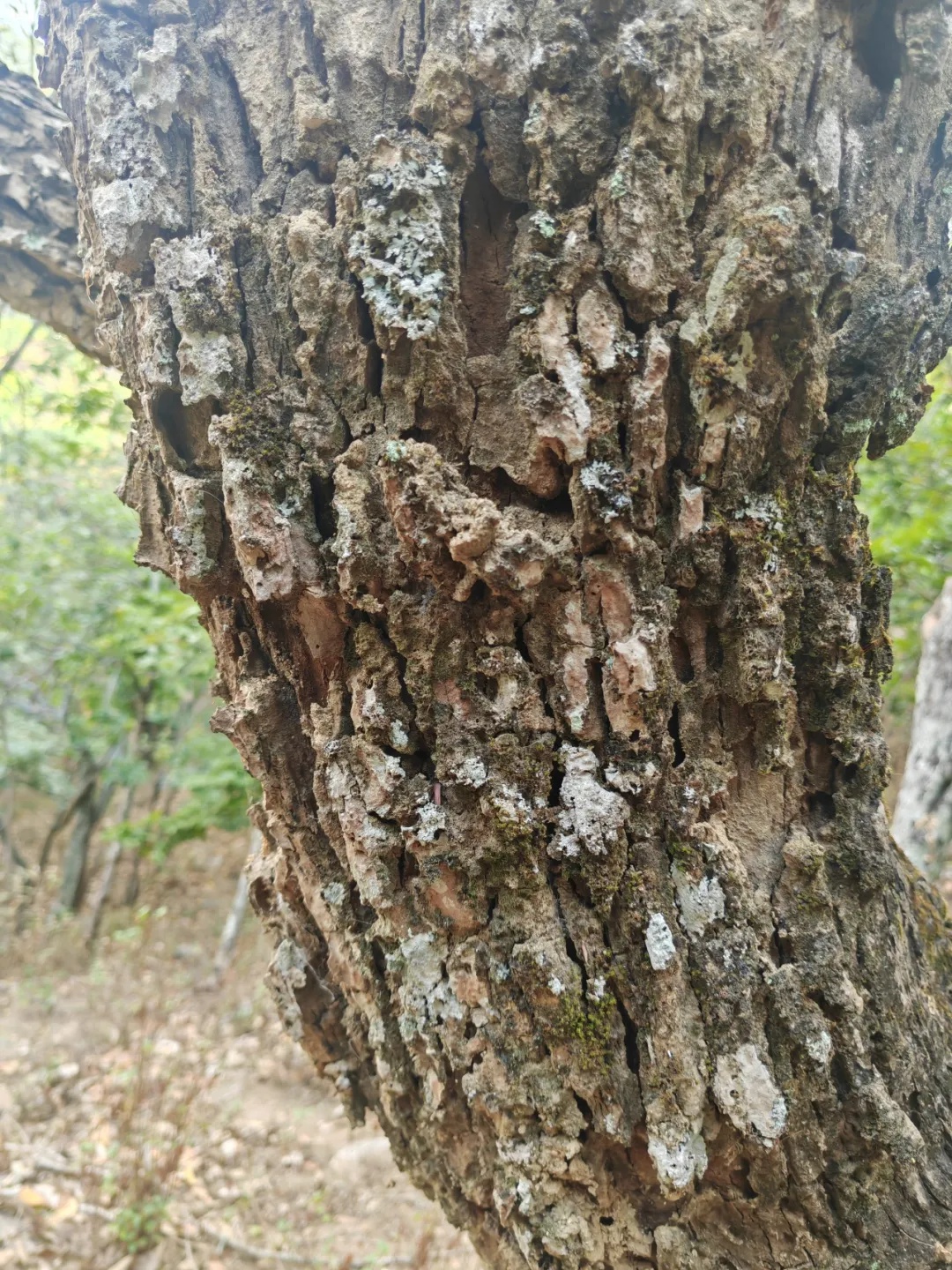 大理首次发现景东翅子树！这一珍稀植物调查成果有多重要？  第5张