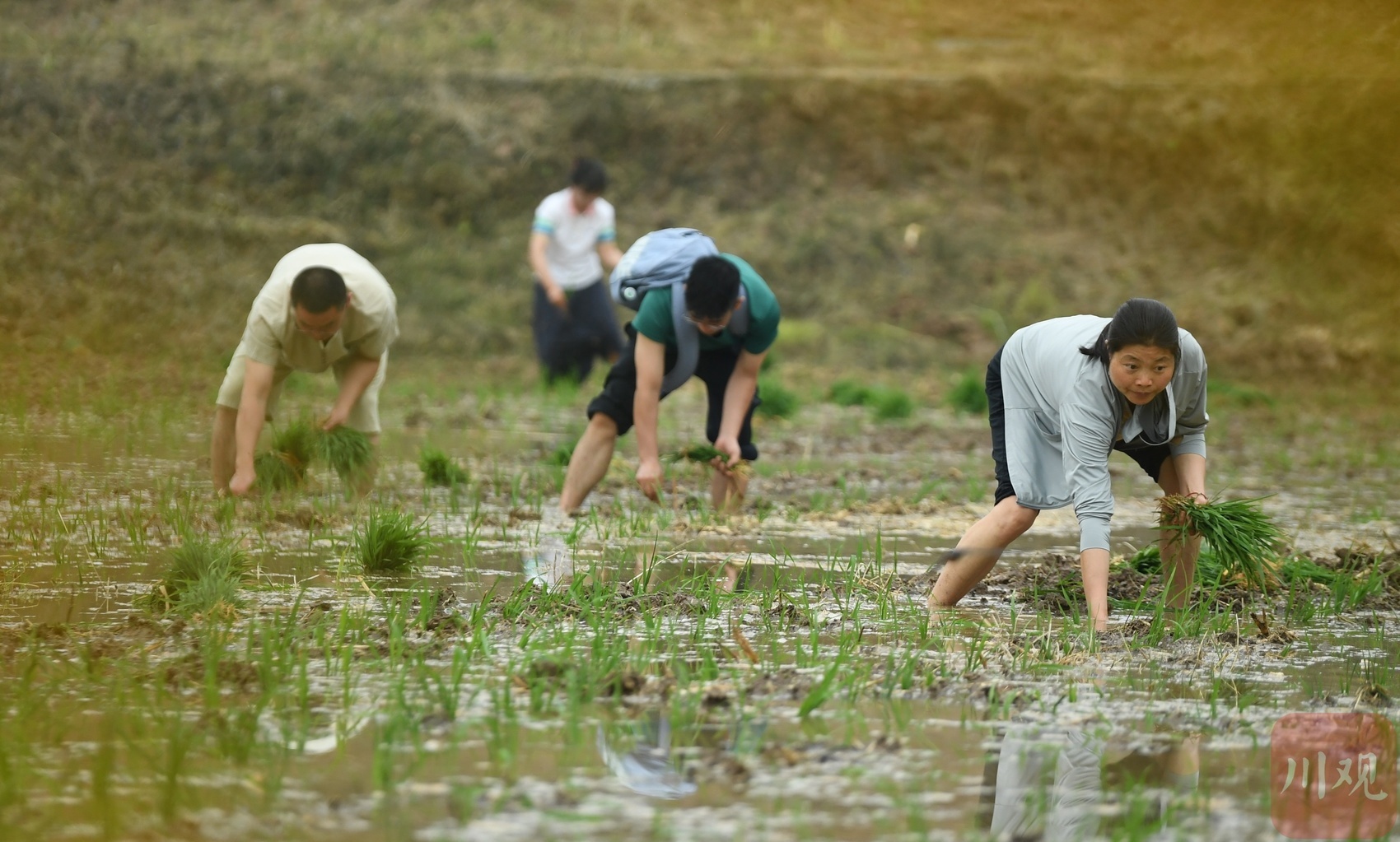 小满已至夏收忙！四川双抢进度如何？高温下如何保丰收？  第2张