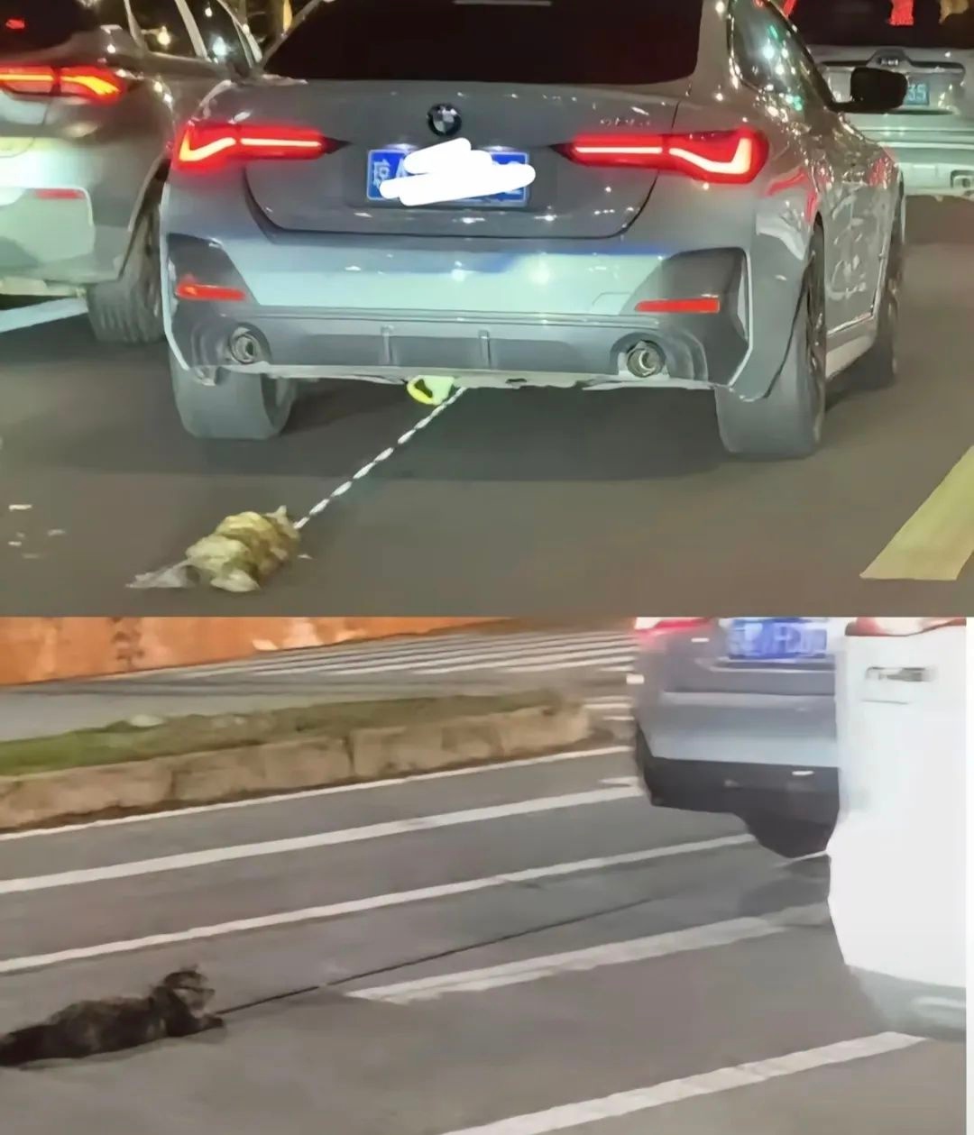 海口汽车拖猫事件后续！造谣、扰乱秩序者竟被这样处罚？  第2张