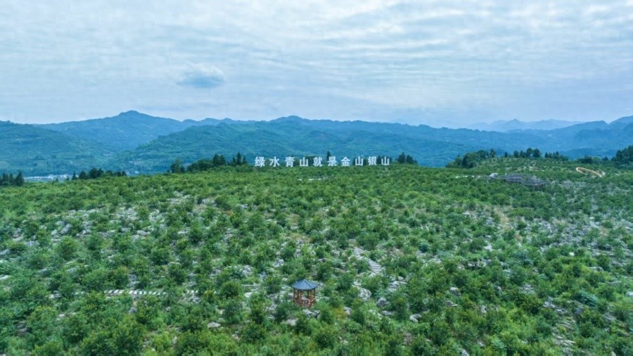 3.3万余亩！在贫瘠喀斯特土地上种出的爆款药材，你知道是什么吗？