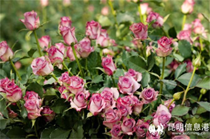 姚安县2.06万亩花卉年产值18亿！这背后藏着啥致富密码？