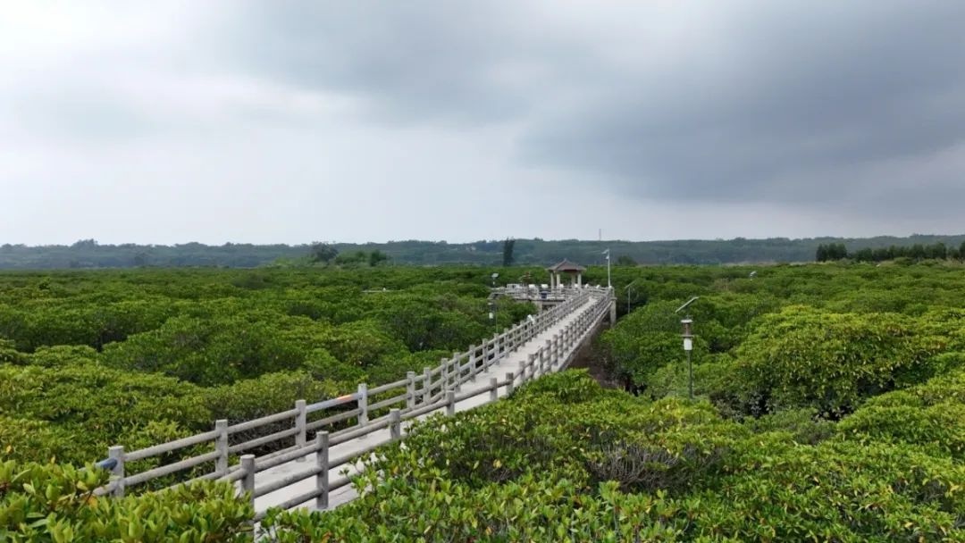 5月22日国际生物多样性日！广西这片红树林为何要大力整治互花米草？  第2张