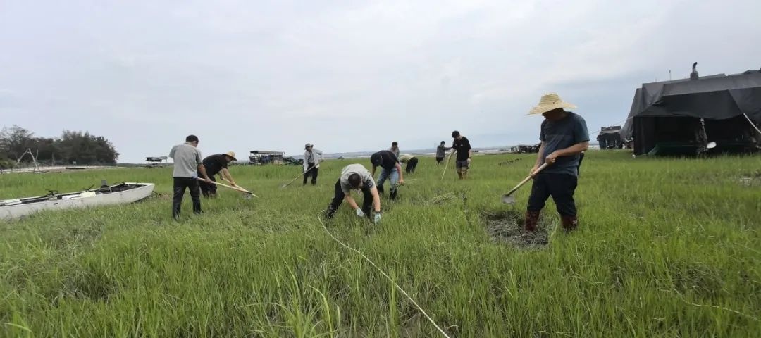 5月22日国际生物多样性日！广西这片红树林为何要大力整治互花米草？  第3张