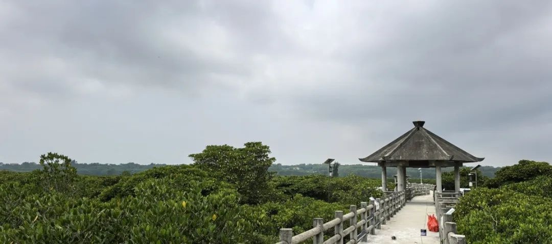 5月22日国际生物多样性日！广西这片红树林为何要大力整治互花米草？  第10张