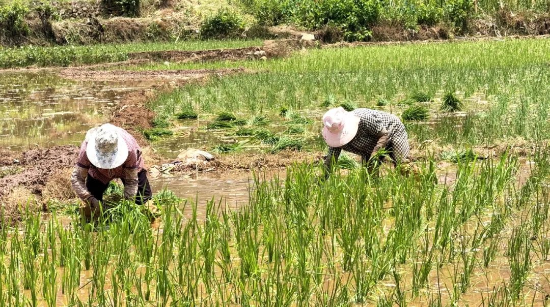 黄金时节水稻忙，兴泉镇全力插秧为丰收！八月底能收获？  第2张