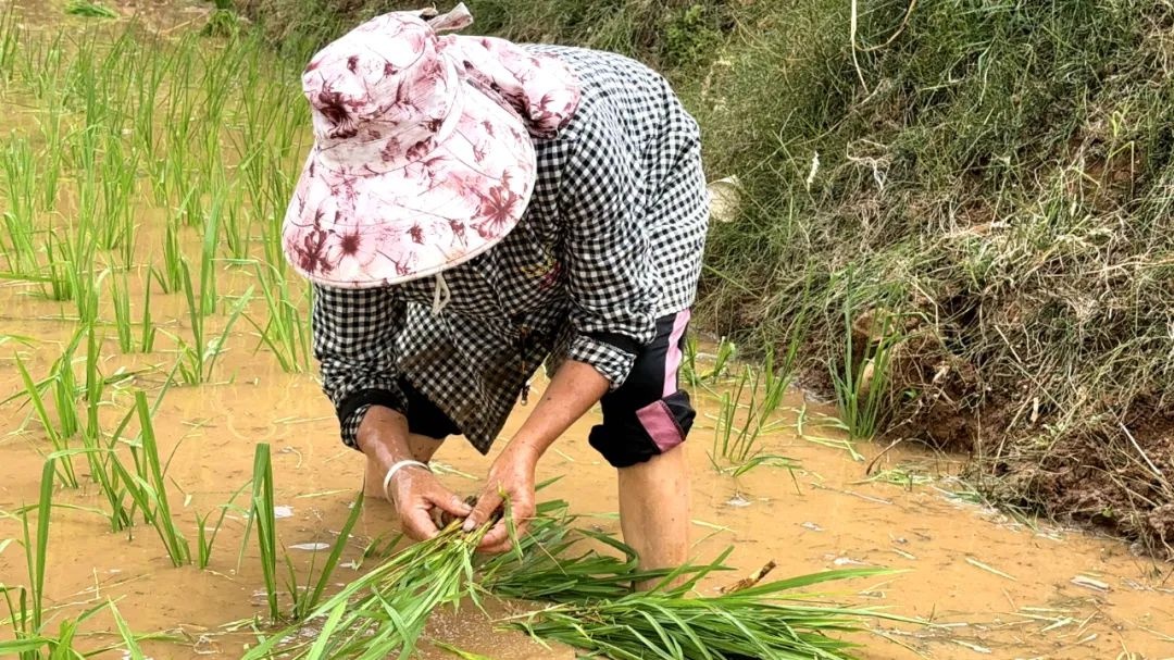 黄金时节水稻忙，兴泉镇全力插秧为丰收！八月底能收获？  第3张