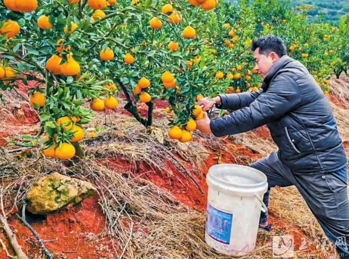 华宁县柑橘丰收季！阳光一号与沃柑齐挂枝头，今年产值竟达80万元
