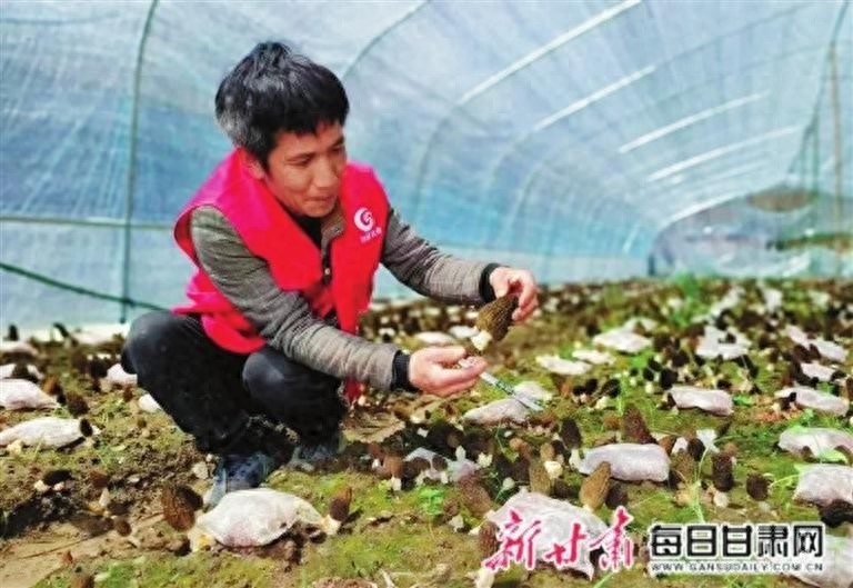 初春徽县羊肚菌大丰收！每亩收入竟高达4万元，你心动了吗？  第1张