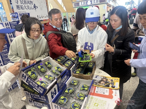 红河蓝莓万里行，你尝过带着果霜的新鲜蓝莓吗？  第3张