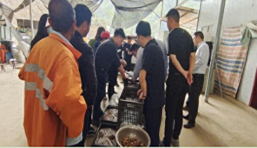 天麻种植也能无土栽培？略阳县这场培训让30多位村民大开眼界