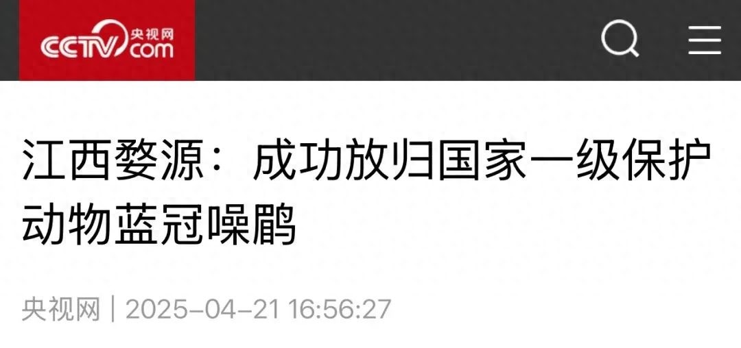 国家一级保护动物蓝冠噪鹛成功放归！半年精心救护的背后有哪些感人故事？