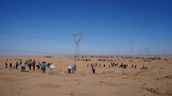 阿拉善右旗全民植树治沙，25000株花棒能否改写生态命运？
