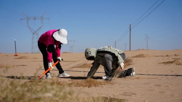 阿拉善右旗全民植树治沙，25000株花棒能否改写生态命运？  第6张