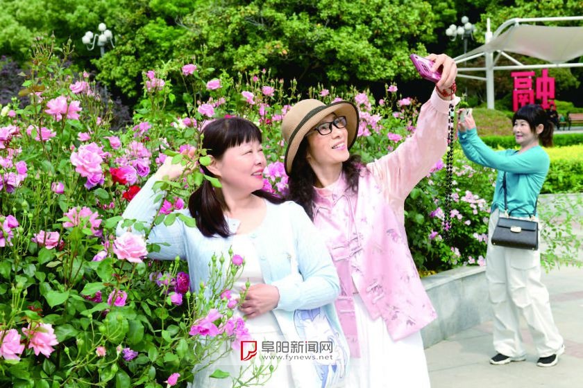 阜阳五中木香花盛开如瀑布倾泻，你见过这么壮观的花墙吗？  第2张
